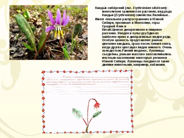 Кандык сибирский фото и описание Презентация к уроку "Первоцветы