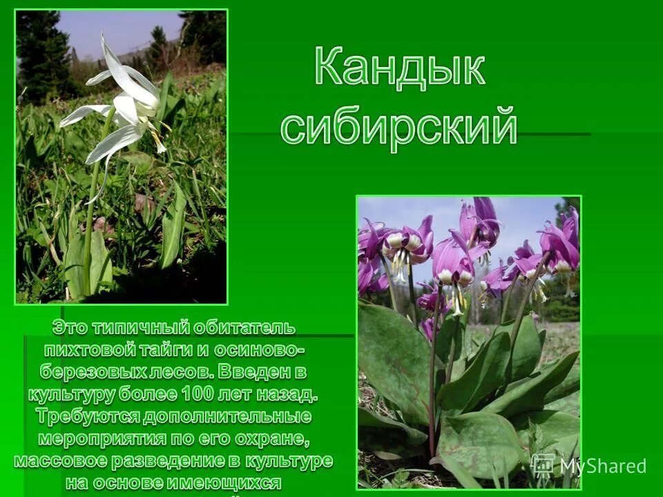 Кандык сибирский фото и описание Кандык сибирский описание Фитостудия-63.ру