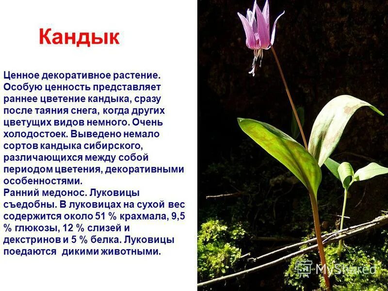 Кандык сибирский фото и описание Красная книга томской области растения с картинками