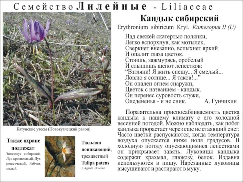 Кандык сибирский фото и описание Красная книга сибирского края: найдено 88 картинок