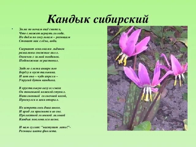 Кандык сибирский фото и описание Презентация " Первоцветы" - биология, презентации