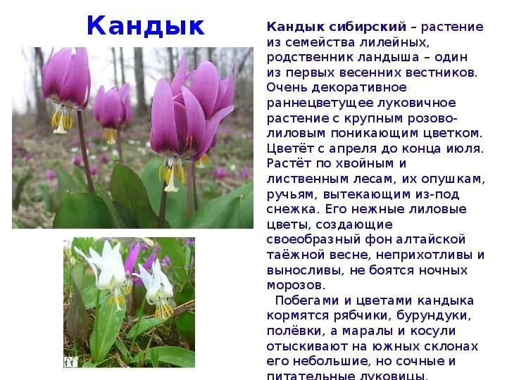 Кандык сибирский фото и описание Квест-игра "Экологический калейдоскоп"