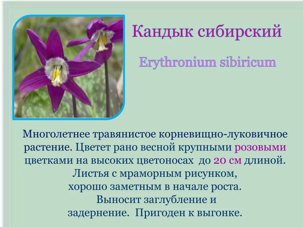 Кандык сибирский фото и описание Кандык сибирский описание Фитостудия-63.ру
