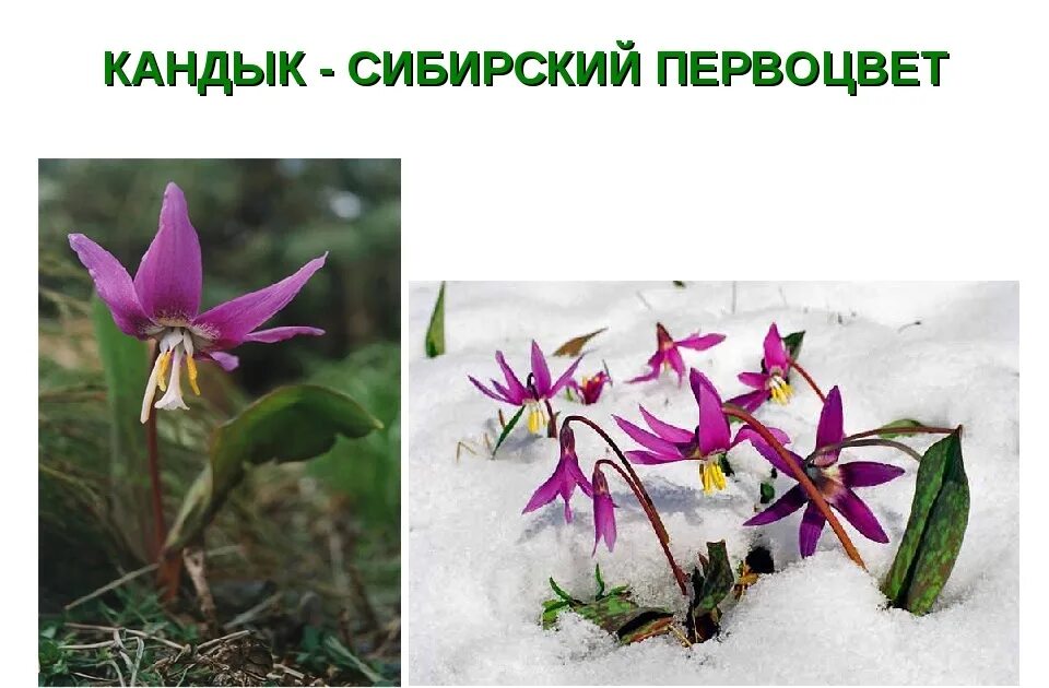 Кандык сибирский фото и описание Кандык сибирский описание Фитостудия-63.ру
