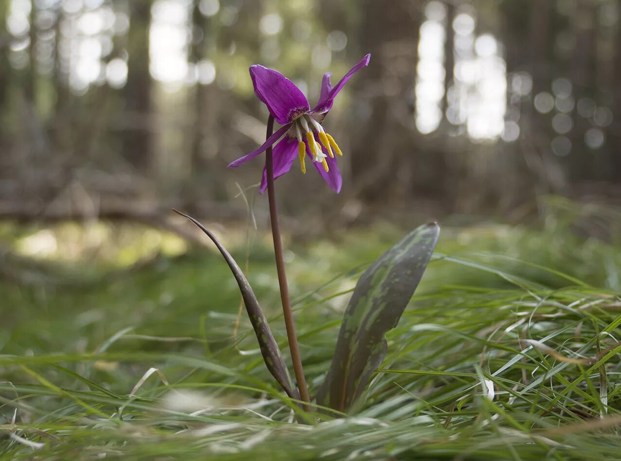 Кандык сибирский фото и описание Erythronium sibiricum - Image of an specimen - Plantarium