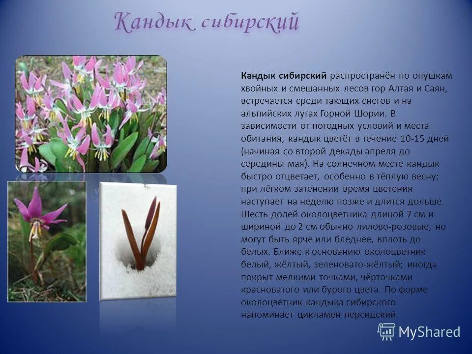 Кандык сибирский фото и описание Кандык сибирский описание Фитостудия-63.ру