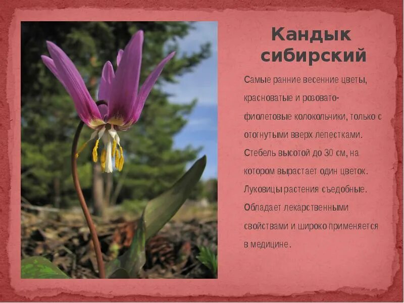 Кандык сибирский фото и описание Красная книга Выполнили: ученицы 2 "А" класса Абу Хамда Алина