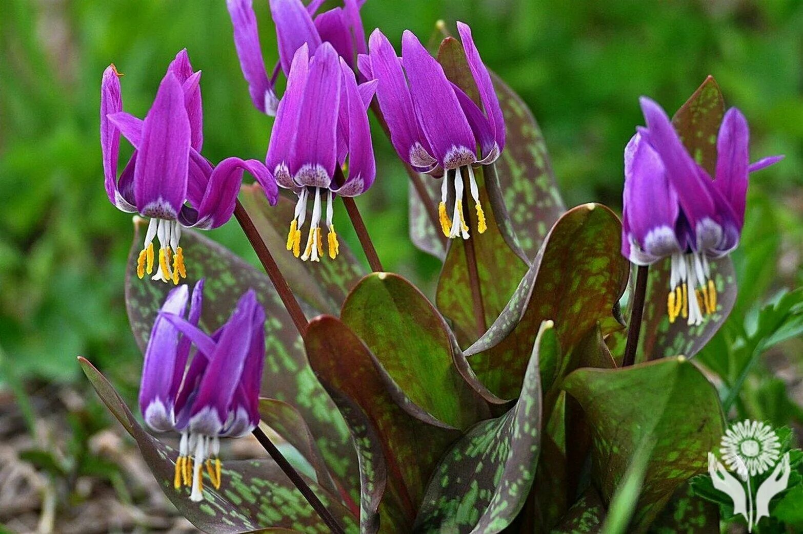 Кандык сибирский фото и описание Кандык (Erythronium) ПИТОМНИК РАСТЕНИЙ СЕРЕБРЯКОВЫХ