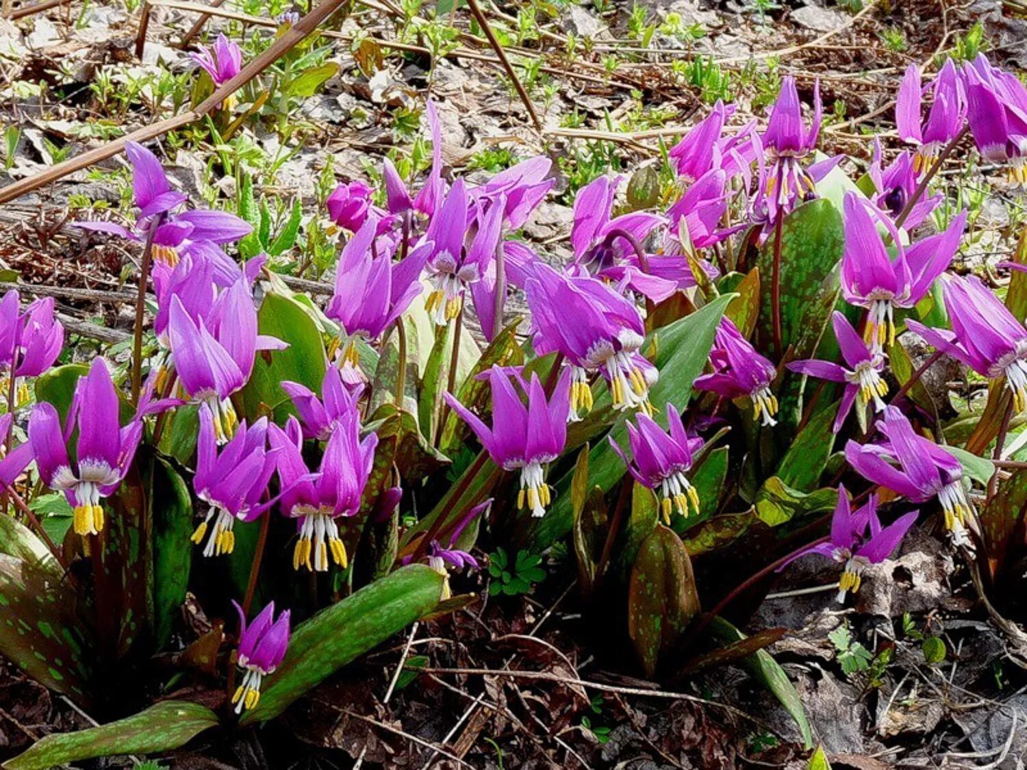 Кандык сибирский фото и описание Купить Кандык Rosea (Сибирский) в Москве Greendacha