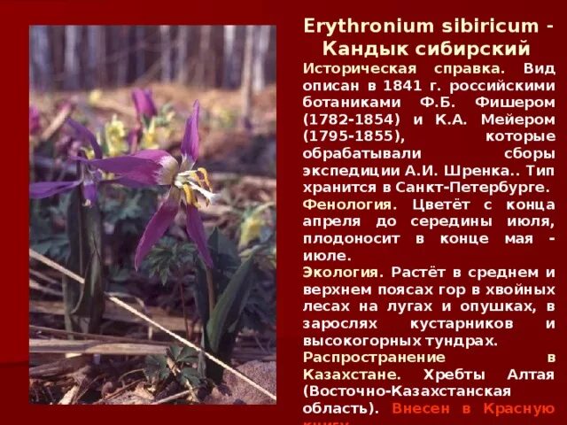 Кандык сибирский фото и описание Презентация "Красная книга Казахстана" 8 класс