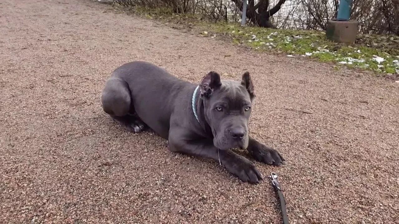 Кане корсо 3 месяца фото Кане Корсо Cane Corso - YouTube