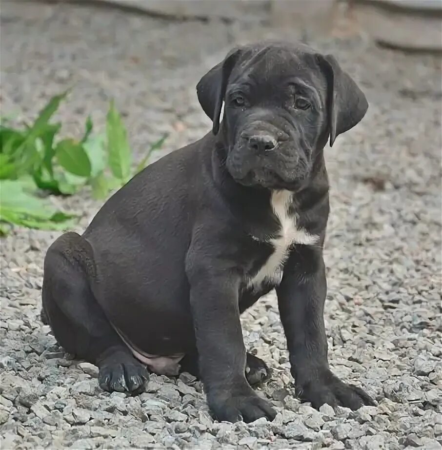 Кане корсо 3 месяца фото Щенки Cane-Corso . 2 мес. - Доска бесплатных объявлений Mur.tv