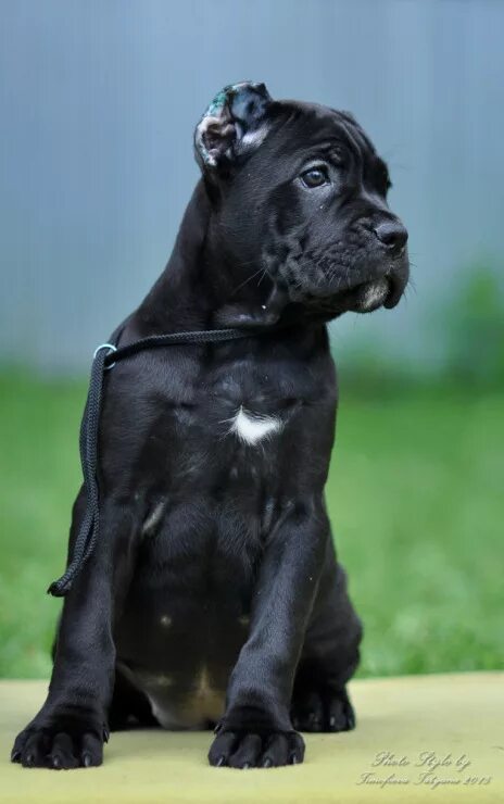 Кане корсо 3 месяца фото Gallery.ru / Фото #3 - Итальянский Кане-Корсо - listausgarten