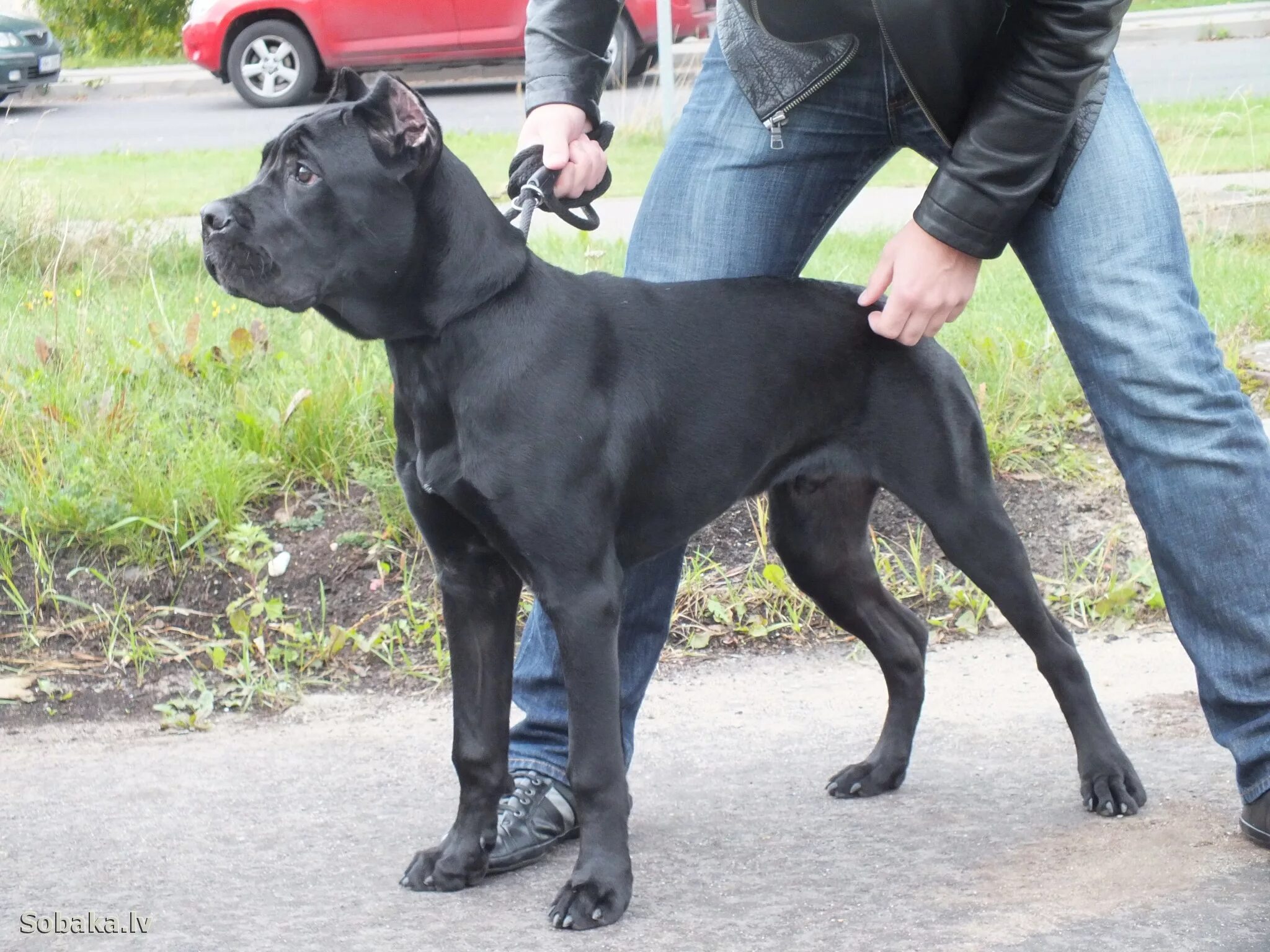 Кане корсо 4 месяца фото ENG.SOBAKI.PRO Dog breeds Italian Corso Dog Photo 70439