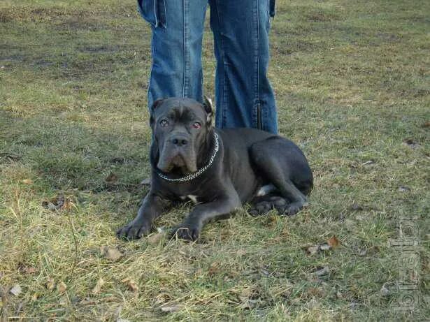 Кане корсо 7 месяцев фото Puppy cane Corso blue 6 months from Champion - Buy on www.bizator.com