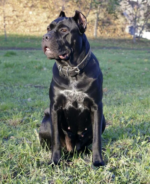 Кане корсо 7 месяцев фото Puppy cane Corso 3 months. Documents. Shipping - Buy on www.bizator.com