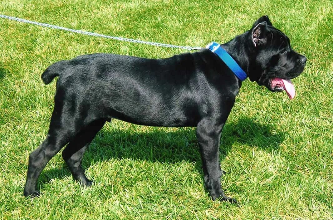 Кане корсо 7 месяцев фото Size And Weight Of Cane Corso Puppy By Month Pets Feed