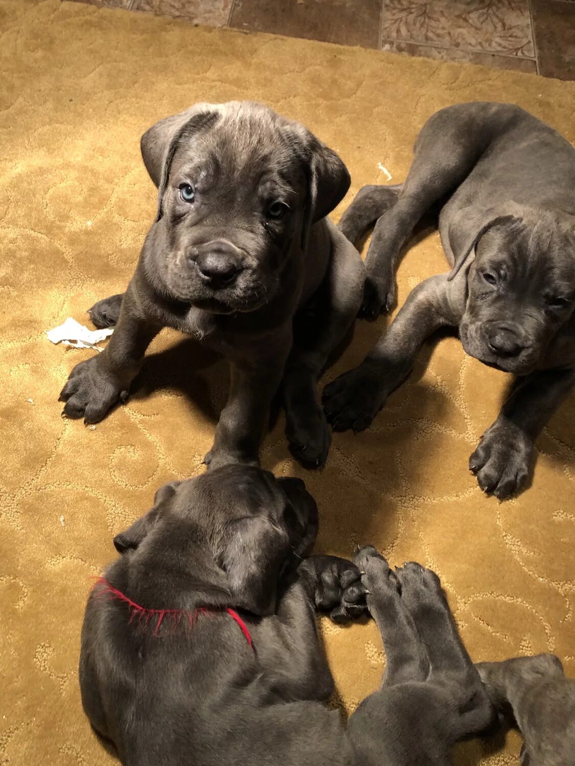 Кане корсо фото коричневый 23+ Italian Cane Corso Breeders Pic - Bleumoonproductions