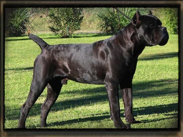 Кане корсо фото коричневый Old World Cane Corso Dogs Cane corso dog, Cane corso, Corso dog
