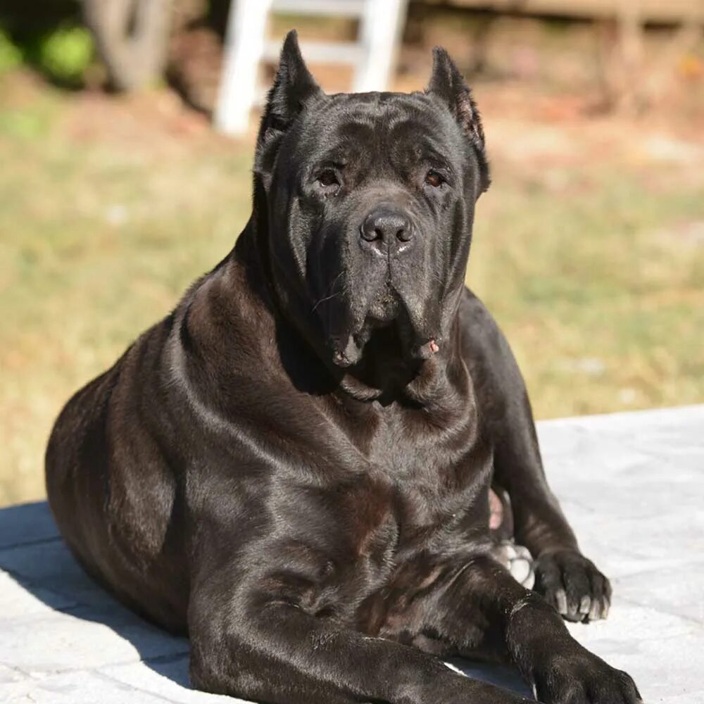 Кане корсо фото коричневый Female Cane Corso for Sale, Cane Corso Female Puppies
