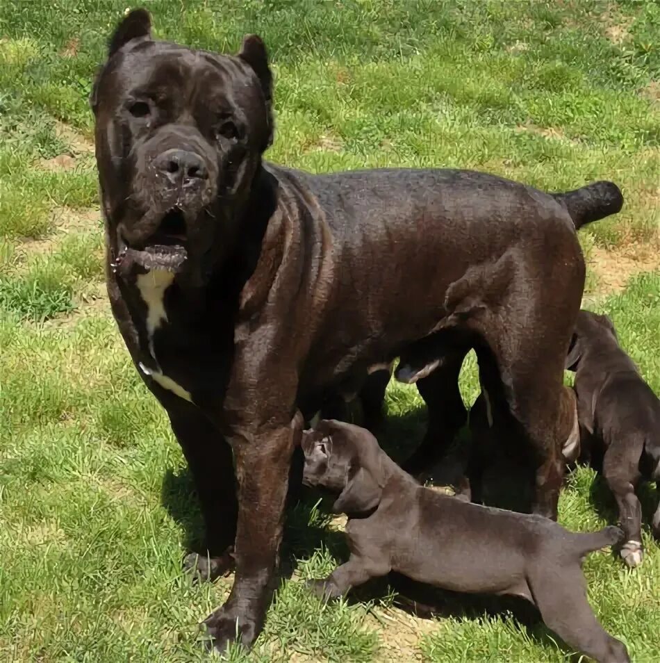 Кане корсо фото коричневый Pitt Bulls - WHY? Page 15 NeoGAF