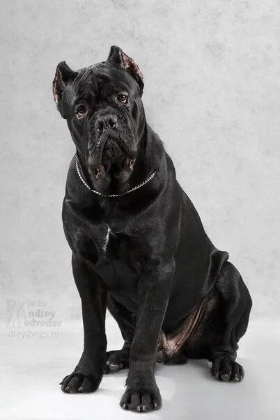 Кане корсо фото ушей Missing dog breed cane corso, nickname Zhivago, on the belly of the stigma. On t