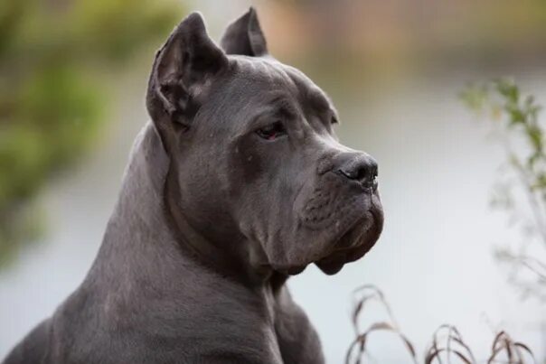 Кане корсо фото ушей Фотографии со страницы сообщества "Кане-корсо (итал. Cane corso italiano)" - Фот