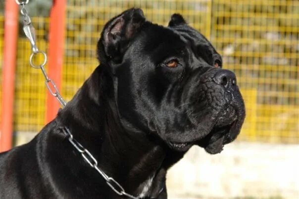 Кане корсо фото ушей CANE CORSO