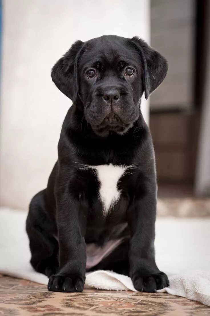 Кане корсо купить щенка фото Cute Bulldog Puppies Cane Corso