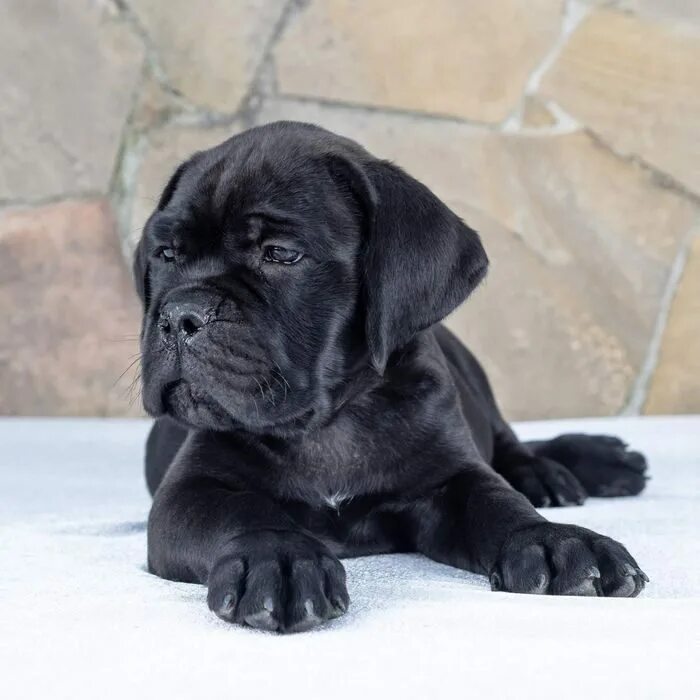 Кане корсо купить щенка фото Черный мальчик Cane-Corso. FCI КСУ - Доска бесплатных объявлений Mur.tv