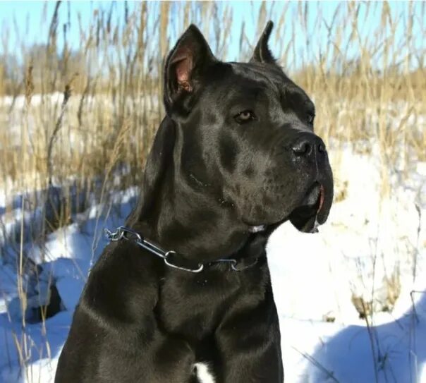 Кане корсо с некупированными ушами фото I will give in good hands to Kane Corso a girl of 3 years old, sterilized, kind,
