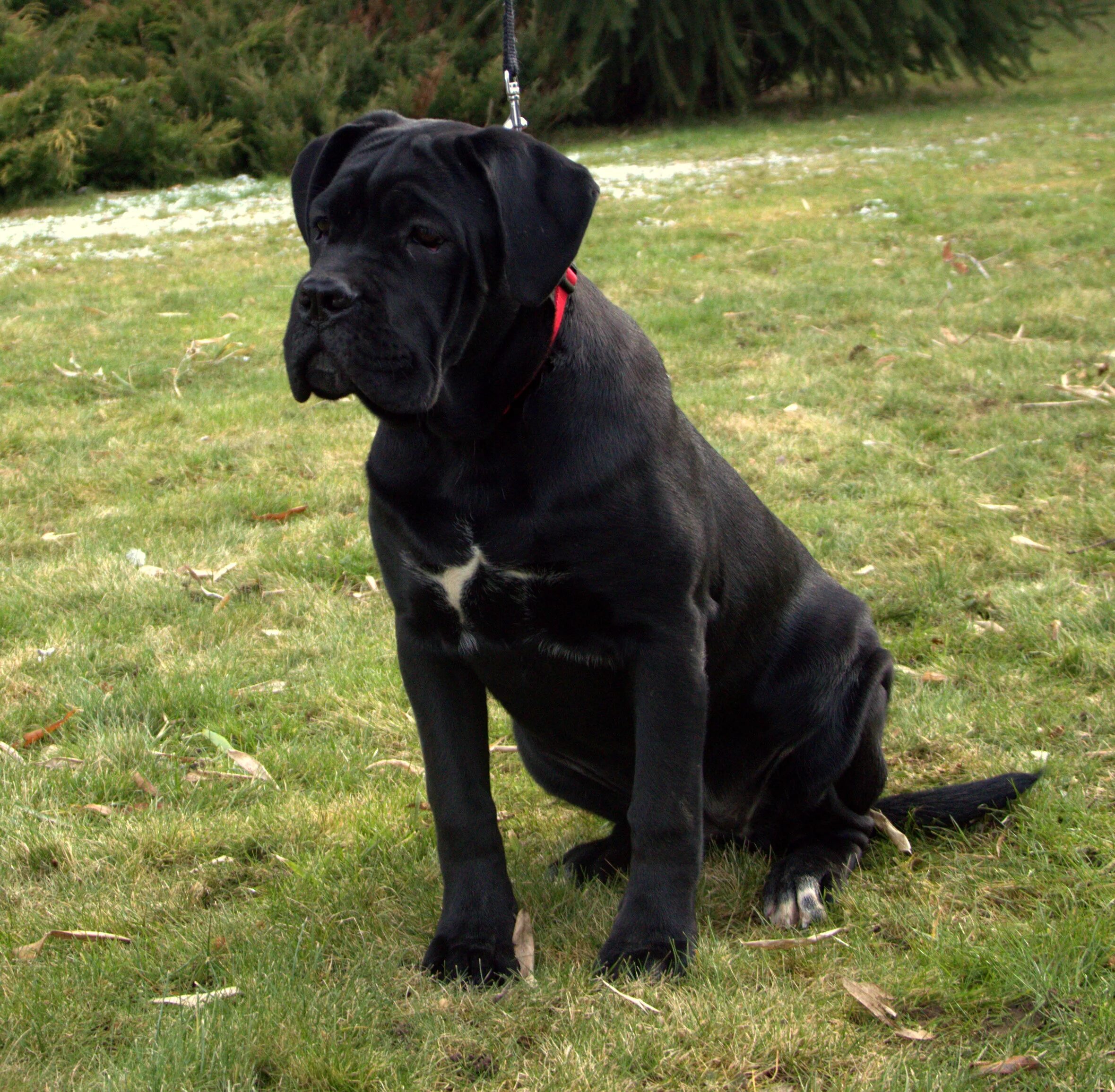 Кане корсо с ушами и хвостом фото Bára Korec Corso - Korec Corso - Chovatelská stanice Cane Corso Italiano