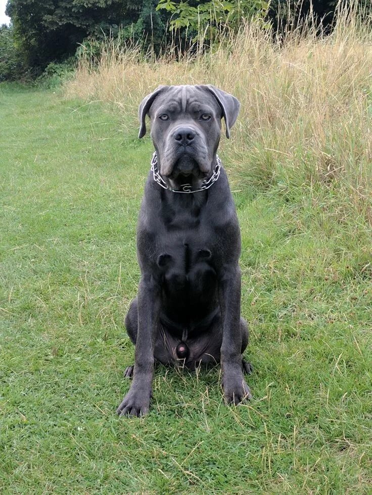 Кане корсо с ушами и хвостом фото Tutto sul cane Corso, carattere, salute, cuccioli e allevamento Cane corso, Cani