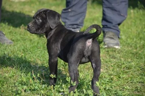 Кане корсо с ушами и хвостом фото londoniete.com skelbimai: Cane corso puppy