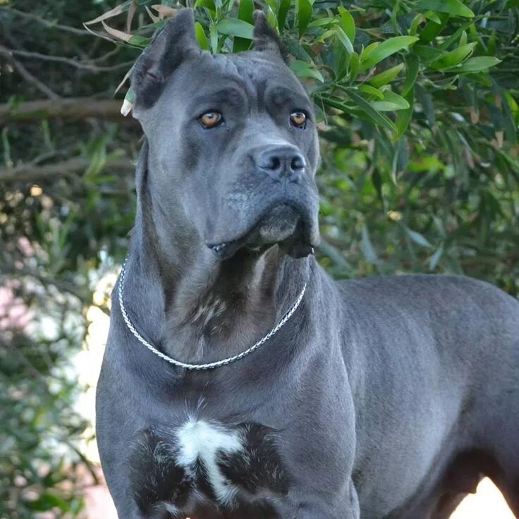Кане корсо серый фото Cane Corso Puppies For Sale Cane corso dog, Cane corso, Cane corso puppies
