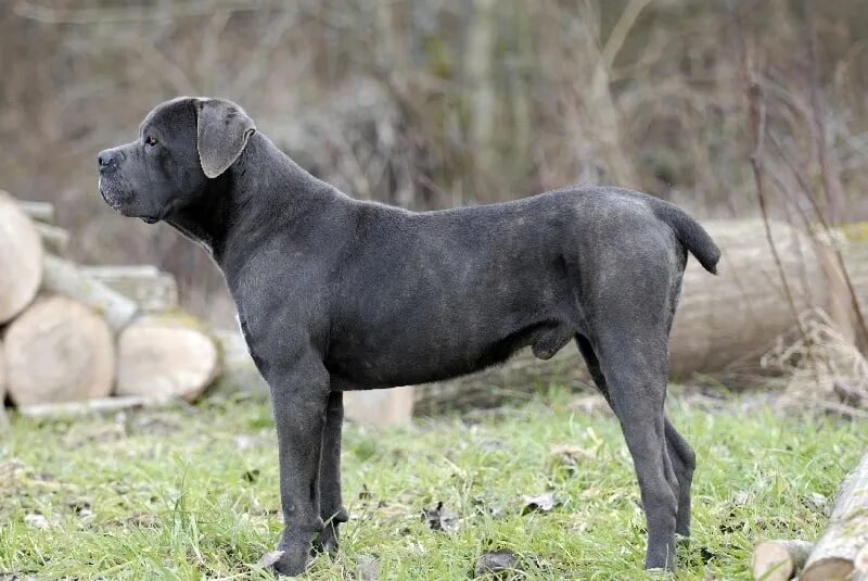 Кане корсо серый фото Chien Cane Corso Effira (Sans Affixe)
