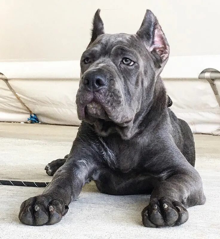 Кане корсо серый фото "Memphis" Cane Corso Cane corso dog, Corso dog, Cane corso