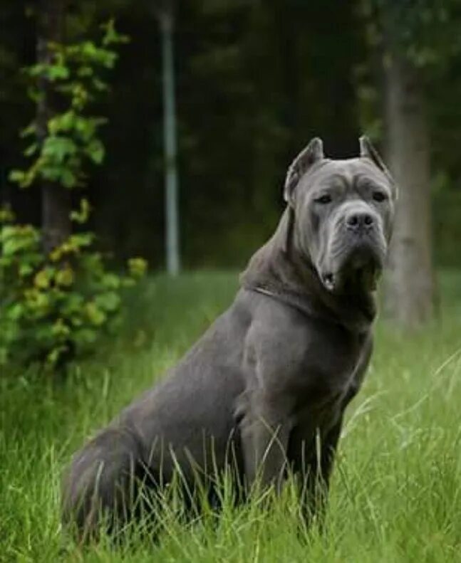 Кане корсо серый фото Cane Corso . Cane corso dog, Corso dog, Cane corso