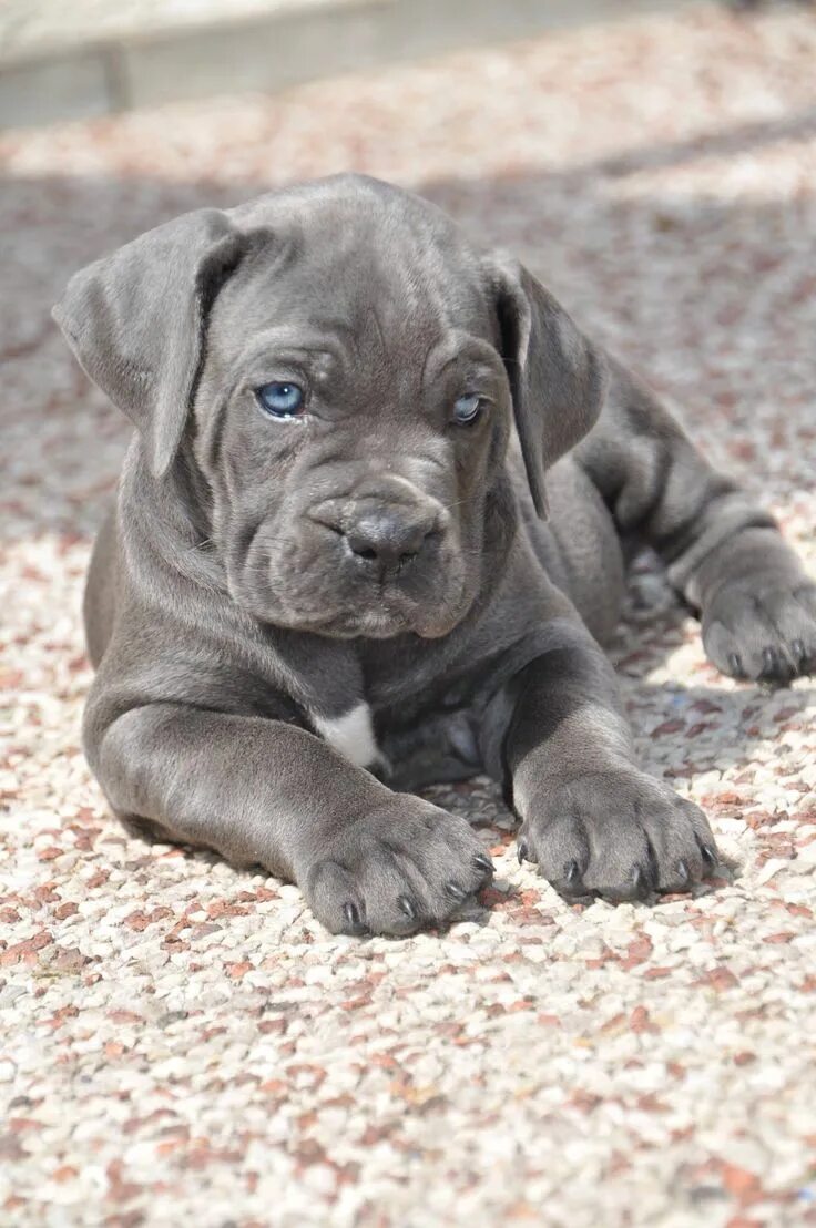 Кане корсо серый фото Bioynic's Blue magic Gaia, 7 weeks Cane corso puppies, Corso dog, Cane corso dog