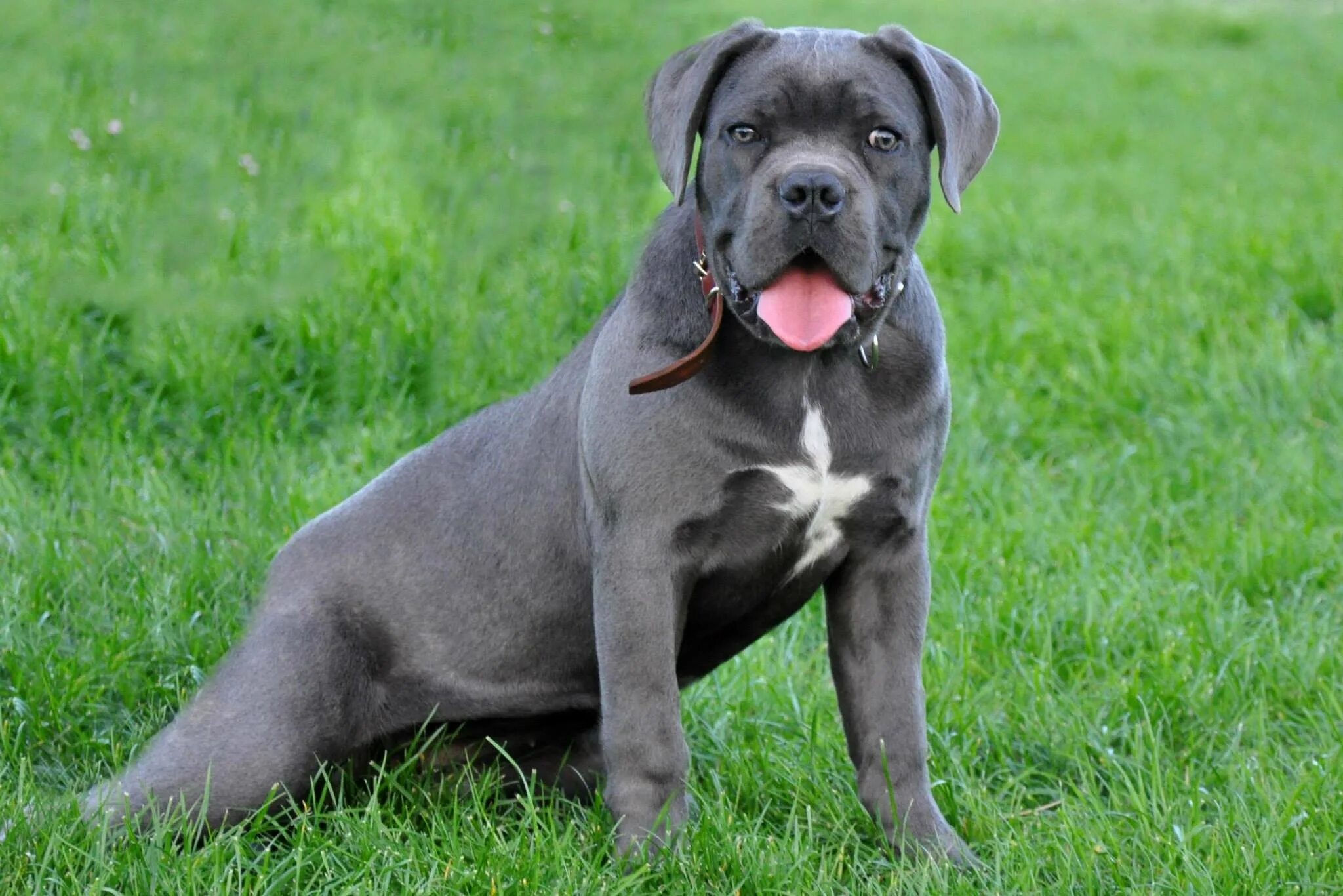 Кане корсо серый фото cane corso
