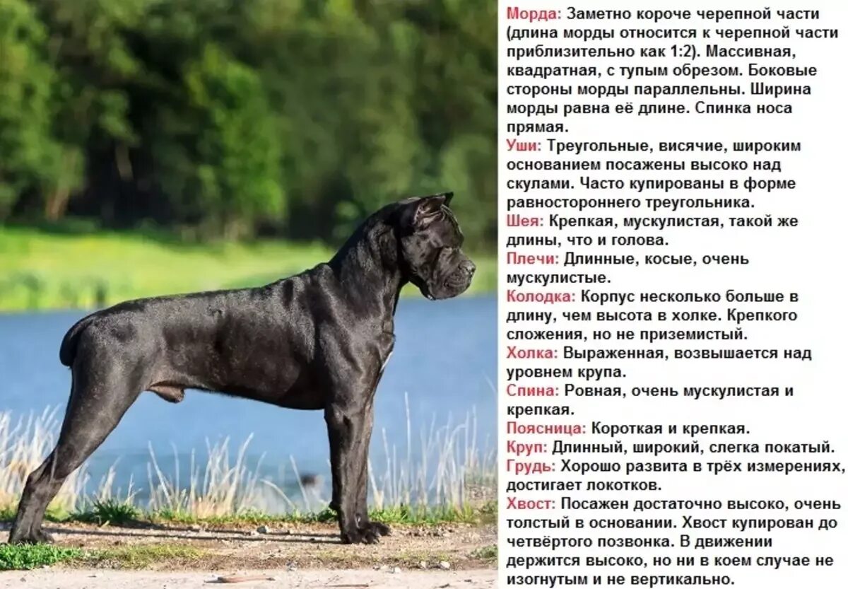 Кане корсо собака характеристика породы фото Кане-корсо: фото, отзывы владельцев, характеристики и уход