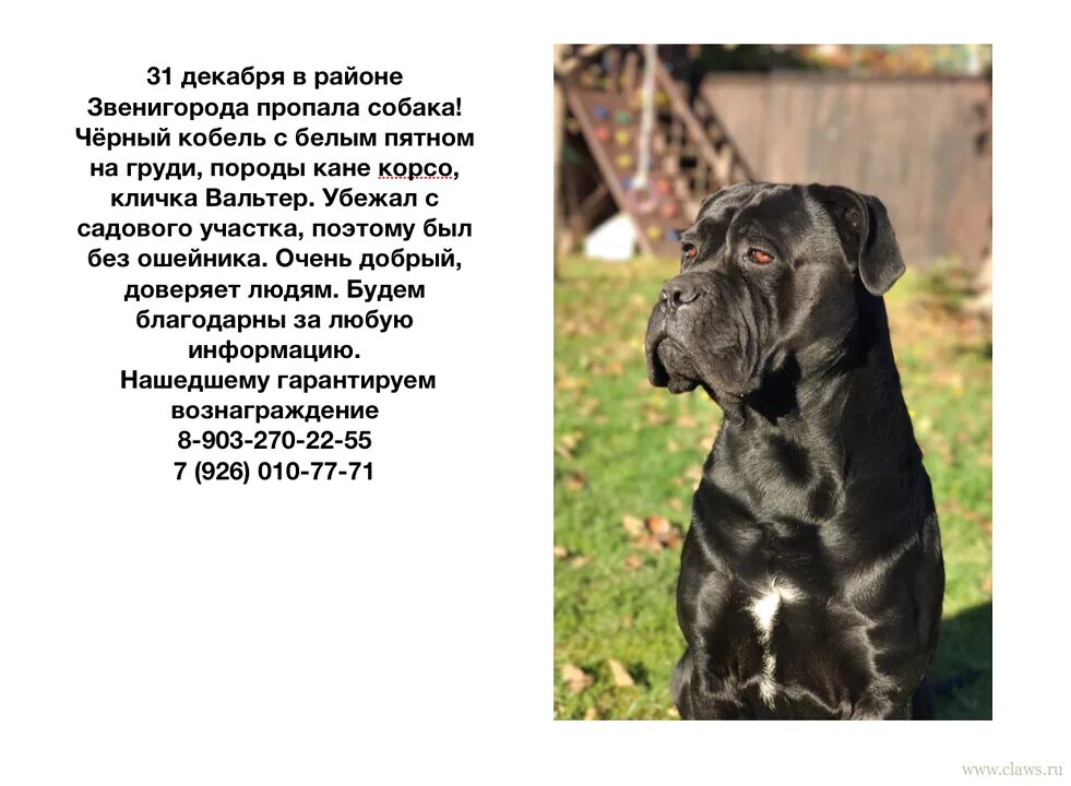 Кане корсо собака характеристика породы фото Кане корсо - Здесь находят друзей