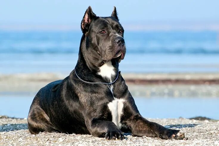 Кане корсо собака характеристика породы фото Cane Corso Cane corso dog, Corso dog, Dog breeds