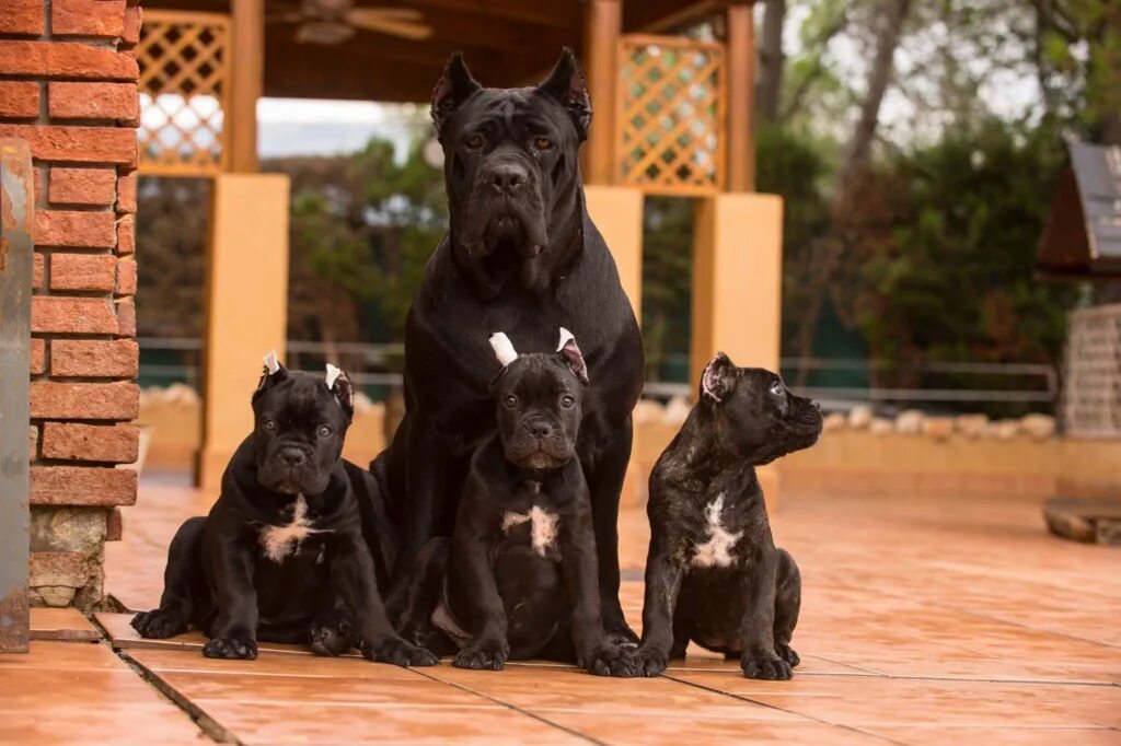 Кане корсо собака характеристика породы фото cane corso cachorros Barcelona - Cane Corso o Mastín italiano