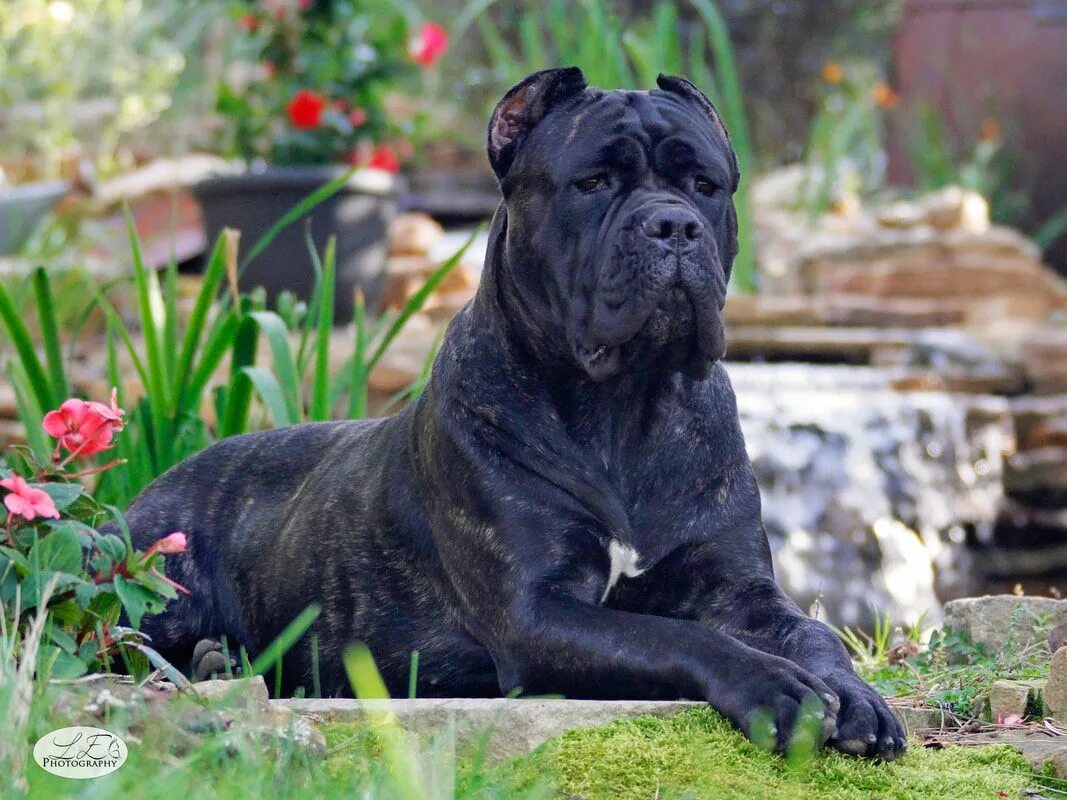 Кане корсо собака характеристика породы фото Picture Cane corso dog, Cane corso, Corso dog