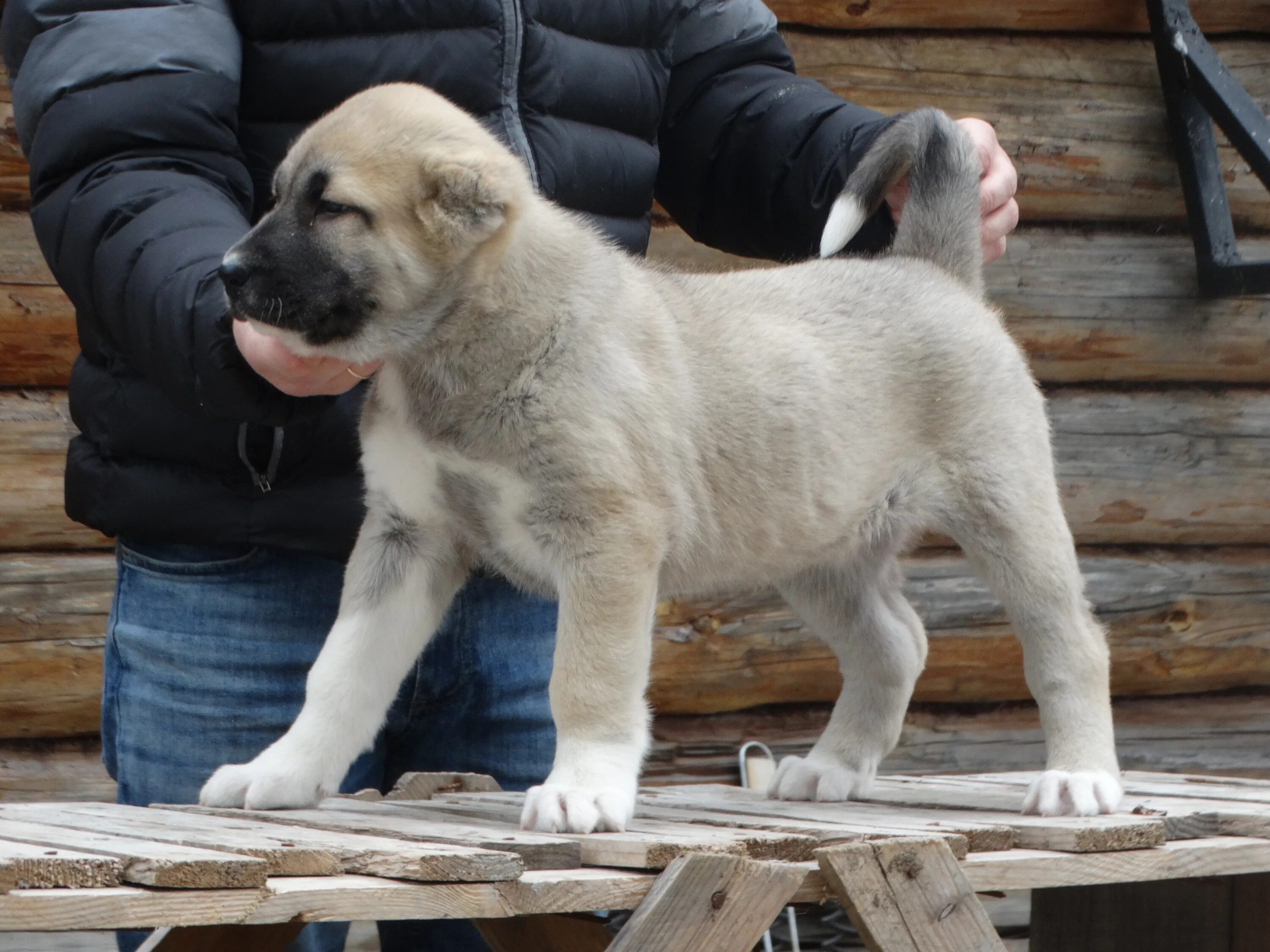 Кангал фото цена щенка ПОМЕТ Ю-2019 РКФ (КАНГАЛ) - КАНГАЛ (KANGAL ÇÖBAN KÖPEĞI) - Питомник среднеазиатс