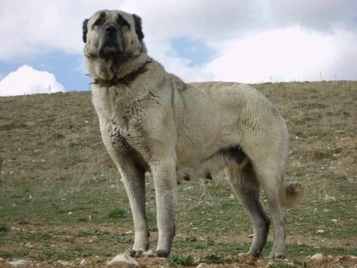 Кангал фото цена щенка kangal köpeği sivas Dogs, Labrador retriever, Animals