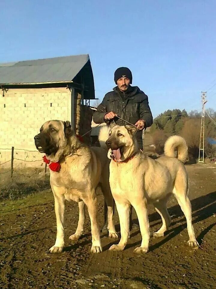 Кангал собака фото цена щенка в россии Kangal Dog - A Majestic Livestock Guardian