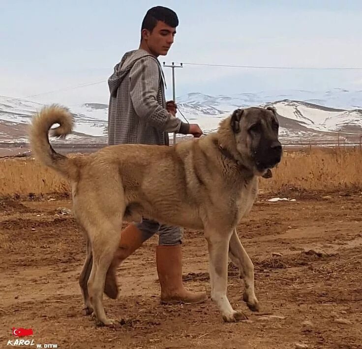 Кангал собака фото цена щенка в россии KAROL FROM TÜRKIYE Kangal dog, Big dogs, Anatolian shepherd dog