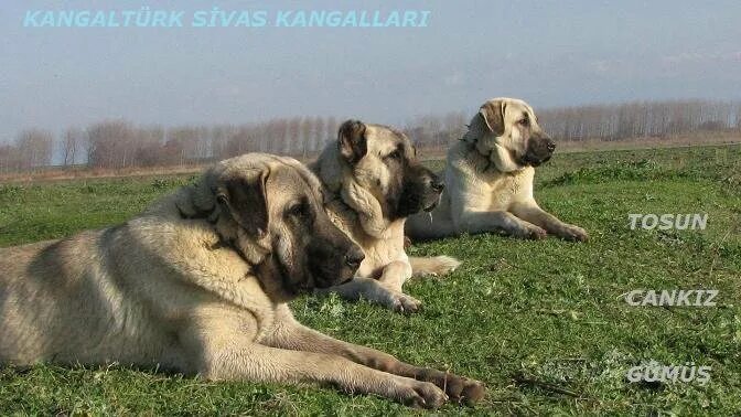 Кангал собака щенки фото Kangaltürk Kangal Çoban Köpeği Üretim Çiftliği